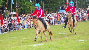 Xem nông dân đua ngựa thồ nông sản ở Phú Yên