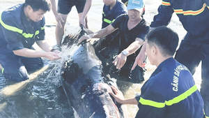 Người dân và cảnh sát ở Quy Nhơn cứu hộ cá voi bị thương, mắc cạn