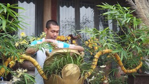 Góc nhìn trưa nay | Chuyện 9X mê uốn tre thành bonsai