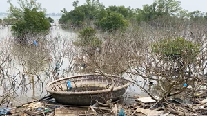 5ha rừng ngập mặn ở Quảng Nam bị chết dần chưa rõ nguyên nhân