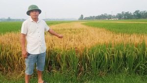 Ruộng lúa ở Nghệ An bị chết cháy bất thường, nghi bị đầu độc