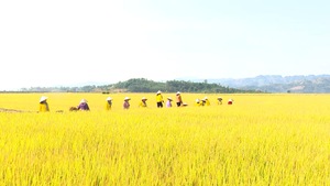Góc nhìn trưa nay | Tăng giá trị cho ngành lúa gạo Đắk Lắk