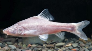 Phát hiện mới lạ ở Trung Quốc: Một loài cá mù sống trong sông ngầm, chỉ vỏn vẹn 25 con