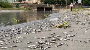 Vô số cá nước ngọt chết trên bờ biển Đà Nẵng