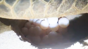 Video con rùa lớn bò lên bãi cát đẻ hơn 100 trứng rồi trở ra biển Quy Nhơn