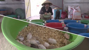 Góc nhìn trưa nay: Độc đáo mô hình trồng dâu tằm, nuôi chuột hamster ở Hậu Giang