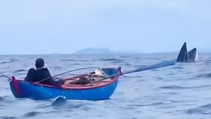Ngư dân quay được cảnh cá voi đớp mồi ở vùng biển Bình Định
