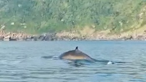 Cá voi xuất hiện sát bờ biển tại Mũi Điện ở Phú Yên