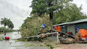 Trực tiếp: Các tỉnh miền Bắc ngổn ngang cảnh gãy đổ sau cơn bão số 3 Yagi càn quét