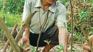 Trồng sâm ba kích