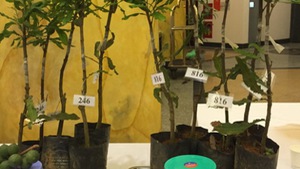 Thanh Hóa dừng xây dựng đề án phát triển cây mắc ca