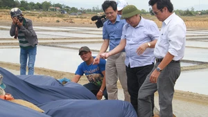 Công ty mua muối tạm trữ nhưng diêm dân không biết