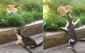Chú chó sang chấn tâm lý vì bị mèo tát tội tham ăn