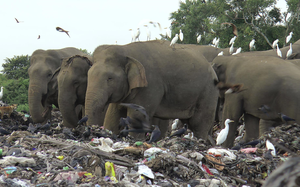 Sri Lanka cấm nhựa dùng một lần để cứu voi