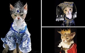 Mẫu mèo chụp hình quý tộc, thần thái ‘chanh sả’ đừng hỏi