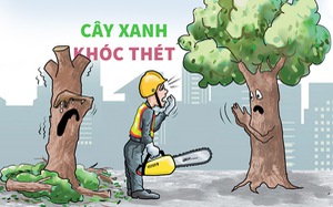 Cây xanh đô thị khóc thét vì style đầu đinh