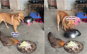 Chú chó vội lấy lồng bàn đậy đồ ăn khi thấy gà ăn vụng