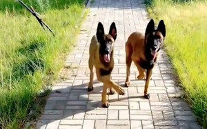 Hai chú chó nhảy chân sáo siêu dễ thương