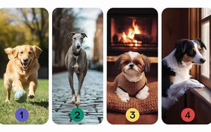 Quiz: Khám phá tính cách thú vị của bạn qua chú chó yêu thích