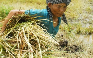 Nông dân đang đuối sức