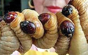 Tại sao không ăn côn trùng?