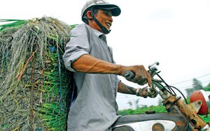 Hành lá Trường Tây đi tìm thương hiệu