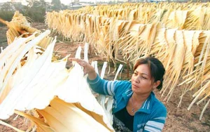 Làng phơi lá buông