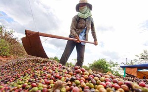 Đưa cà phê vào luật chơi quốc tế