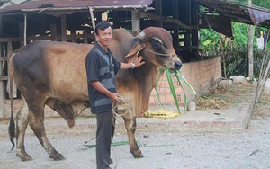 ​Nuôi bò lai ở Phổ Hòa
