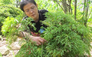 ​Làm nhang từ lá cỏ vườn nhà