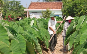 ​Trồng môn hương trên đất cát