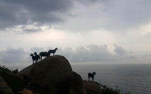 Thằng bé chăn dê