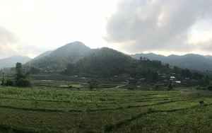 Tay nấu rượu, tay sao trà