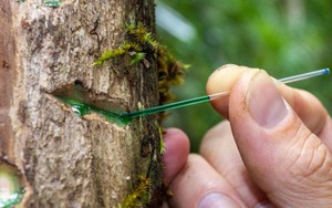 Món ăn Việt thật tuyệt hảo!