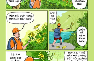 Mùa hoa dã quỳ Đà Lạt biến lữ khách thành nhà thơ