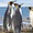 Hít phân chim cánh cụt cũng... ‘lên mây’ như hít bóng cười