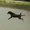 Chú chó bị hất văng xuống ao vì chen ngang cầu trượt