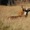 Thợ săn kỳ cựu cầu cứu cảnh sát vì bị nai ‘cướp’ súng trong rừng