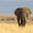 Namibia bán bớt voi hoang dã vì đẻ nhiều quá hãm không được