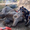 Giải cứu voi 72 tuổi gục ngã vì lạnh