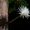 Sửng sốt loài xương rồng Amazon nở hoa lần đầu tiên tại nước Anh
