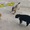 Chú chó chạy ra giảng hòa khi thấy hai con mèo cãi nhau