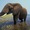 Zimbabwe bán 'Quyền săn bắn voi' để thúc đẩy ngành du lịch