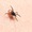 Nhật Bản phát hiện virus gây bệnh mới do bọ ve gây ra