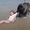 Bé gái tắm biển bị sặc nước bị chú chó lôi vào bờ