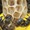 'Bí ẩn sinh học' ở loài ong mật Nam Phi