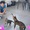 Ảnh vui sao Việt 30-11: Trọng Tấn chơi đùa cùng mèo cưng