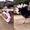 Video hài nhất tuần qua: Đà điểu trả đũa thanh niên thích dọa ma