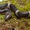 Phát hiện hai loài rắn khuyết đặc hữu ở Nam Trường Sơn