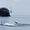 Cá voi dài 12m bất ngờ xuất hiện ở biển Đề Gi